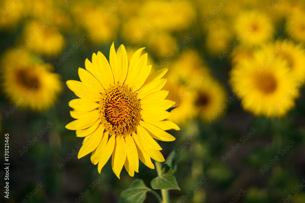 One among many/Sunflower flower with defocused background One among many/Sunflower flower with defocused background