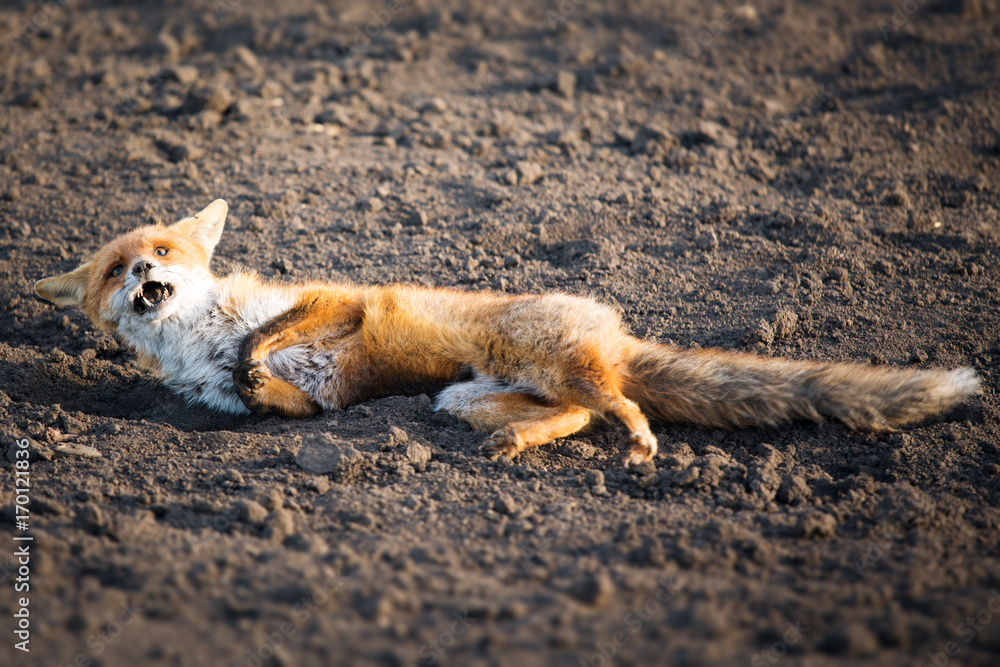 Fototapeta premium Wounded red fox
