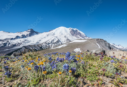 Lupine and Wildflowers in Front of Rainier