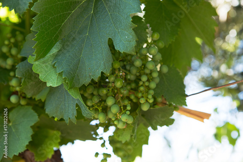 Grapes on the Vine, Mendoza Province, Argentina photo