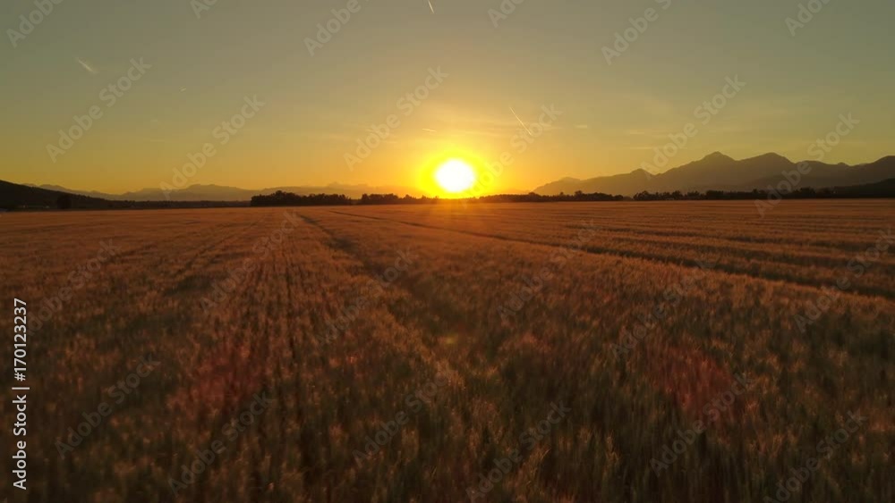 AERIAL: Flying above rows of golden brown wheat on gorgeous grain field at sunset. Agricultural plantation in scenic rural landscape. Crop field at idyllic farm on sunny evening in Slovenia, Europe AERIAL: Flying above rows of golden brown wheat on gorgeous grain field at sunset. Agricultural plantation in scenic rural landscape. Crop field at idyllic farm on sunny evening in Slovenia, Europe