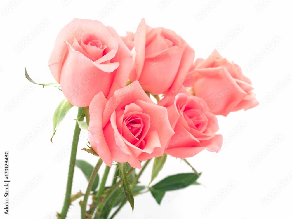 Isolate image of beautiful pink rose flower bouquet on white background. Valentine day, love and wedding concept. Isolate image of beautiful pink rose flower bouquet on white background. Valentine day, love and wedding concept.