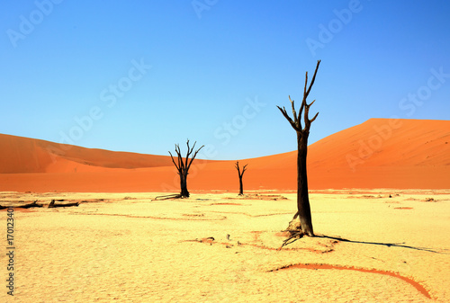 Dead Vlei in the Namib Nukluft Desert - sossusvlei with a clear blue sky and ornage sand dunes
