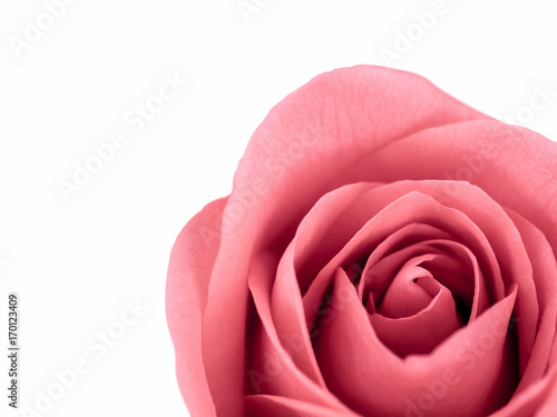 Close-up image of beautiful pink rose flower with copy space. Valentine day, love and wedding concept. Selective and soft focus.