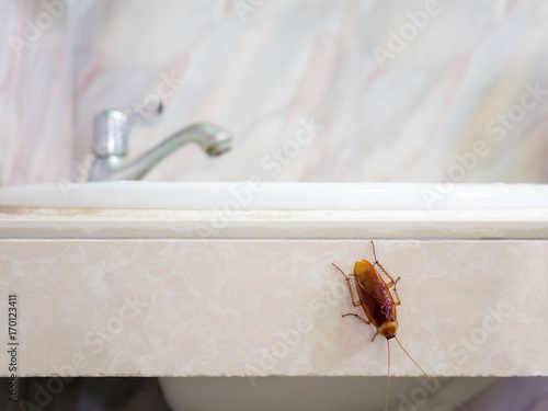 Close-up image of cockroach in house on background of water closet.