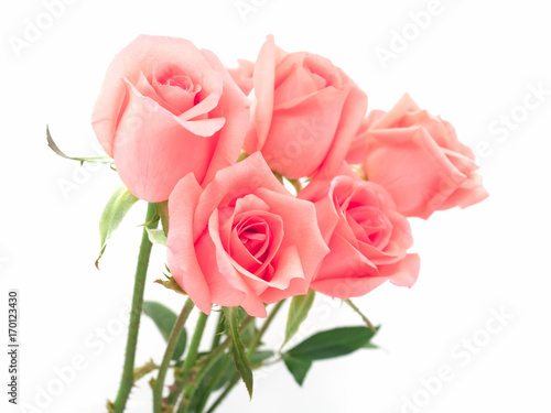 Isolate image of beautiful pink rose flower bouquet on white background. Valentine day, love and wedding concept.