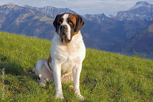 Saint Bernard Dog sitting in meadow with Swiss Alps in background photo