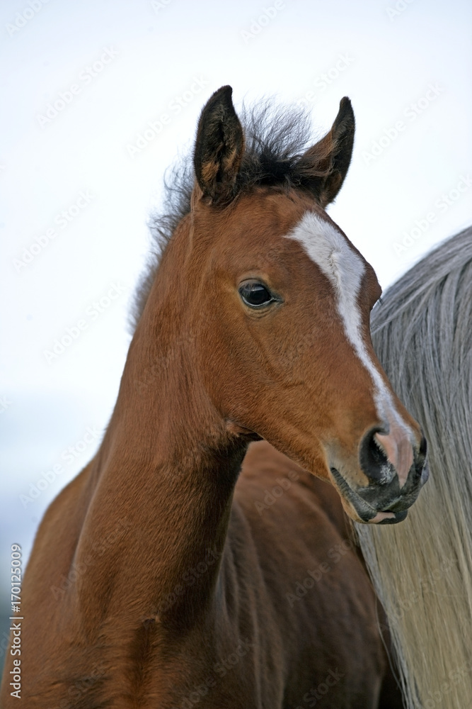 Obraz premium Bay Arabian Foal