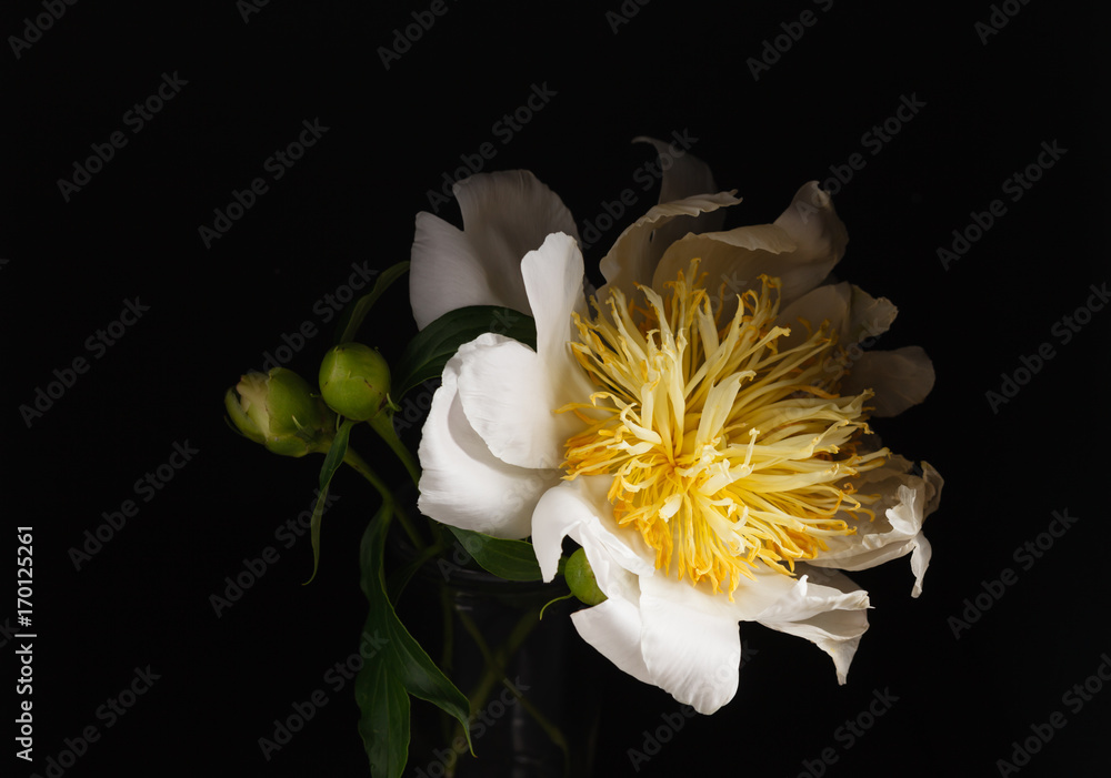 Obraz premium peony on the black background