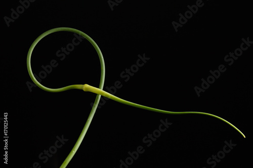 garlic scape