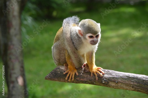 Sitting little monkey