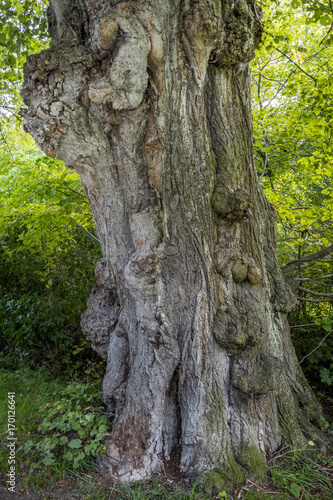 Old gnarled Linden Tree