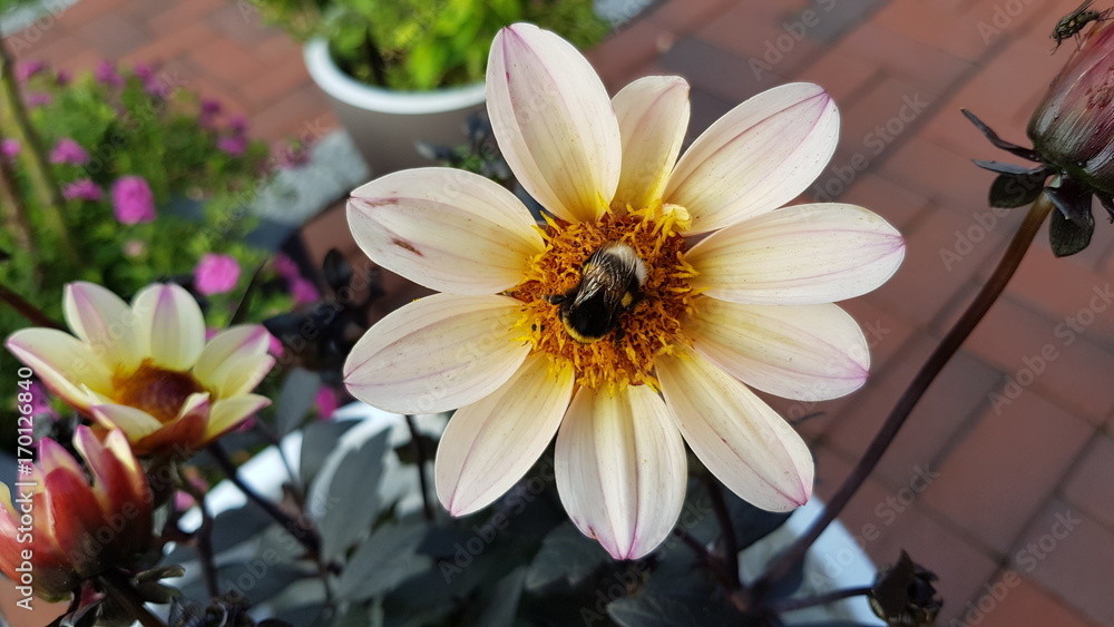 Obraz premium Flower 