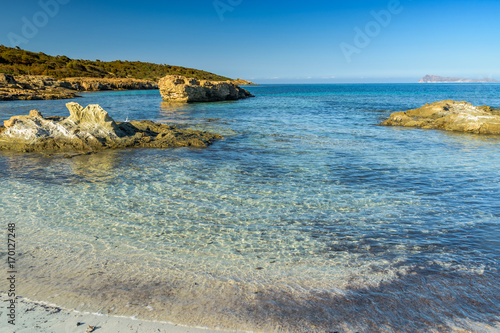 Piscinni besch in south sardinia