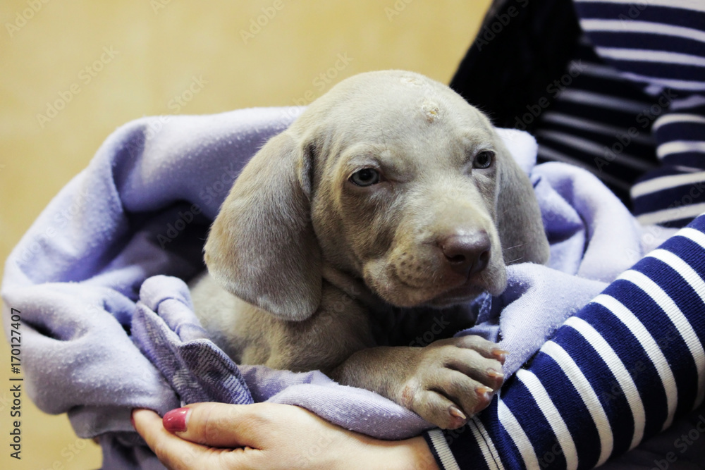 a weimaraner puppy with blue eyes. dermatological problems of allergic