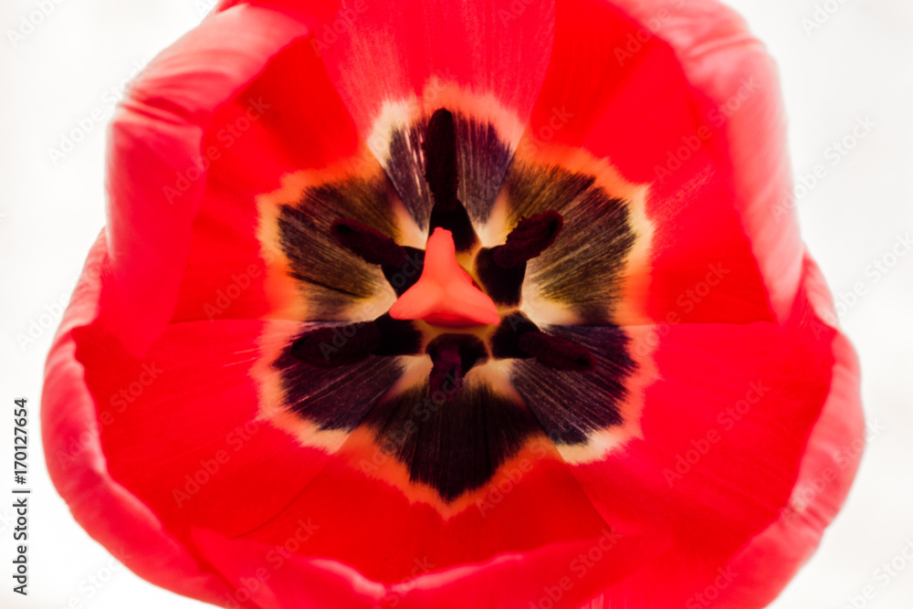 bright red tulip flower inside, white background. closeup, studio shot bright red tulip flower inside, white background. closeup, studio shot