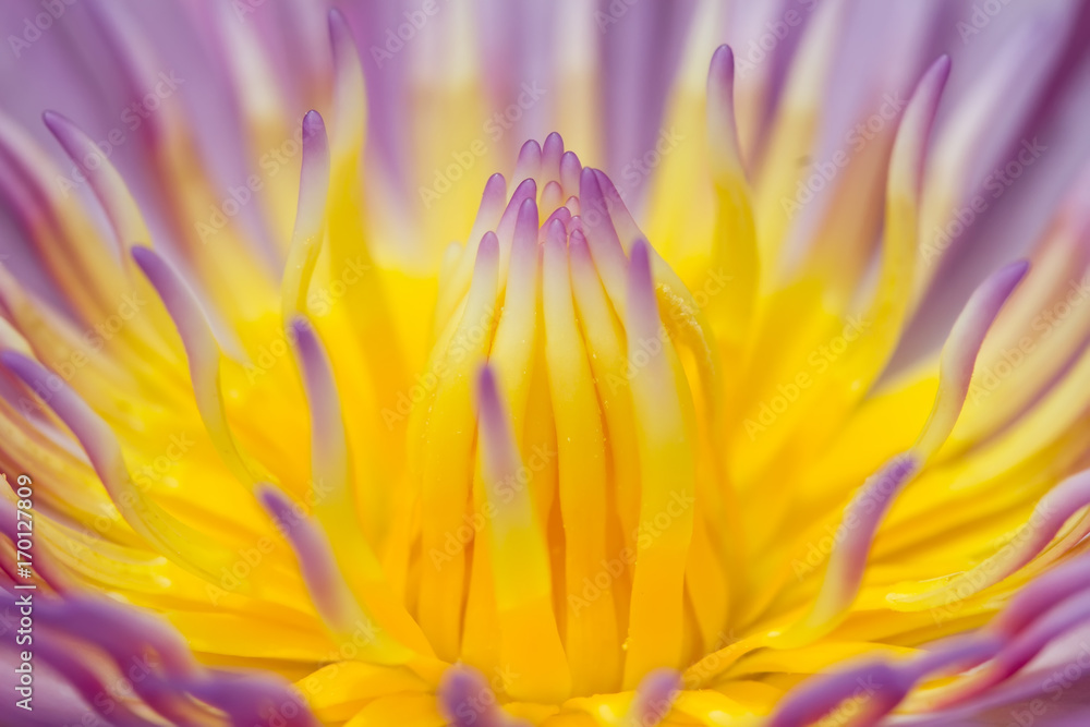 Obraz premium close up lotus
