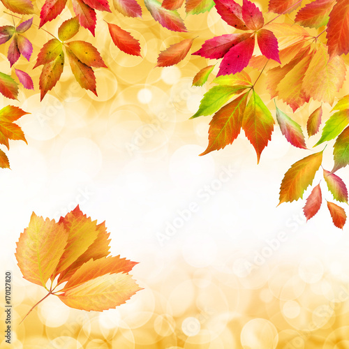 Autumn - Fall - Leaves - Background
