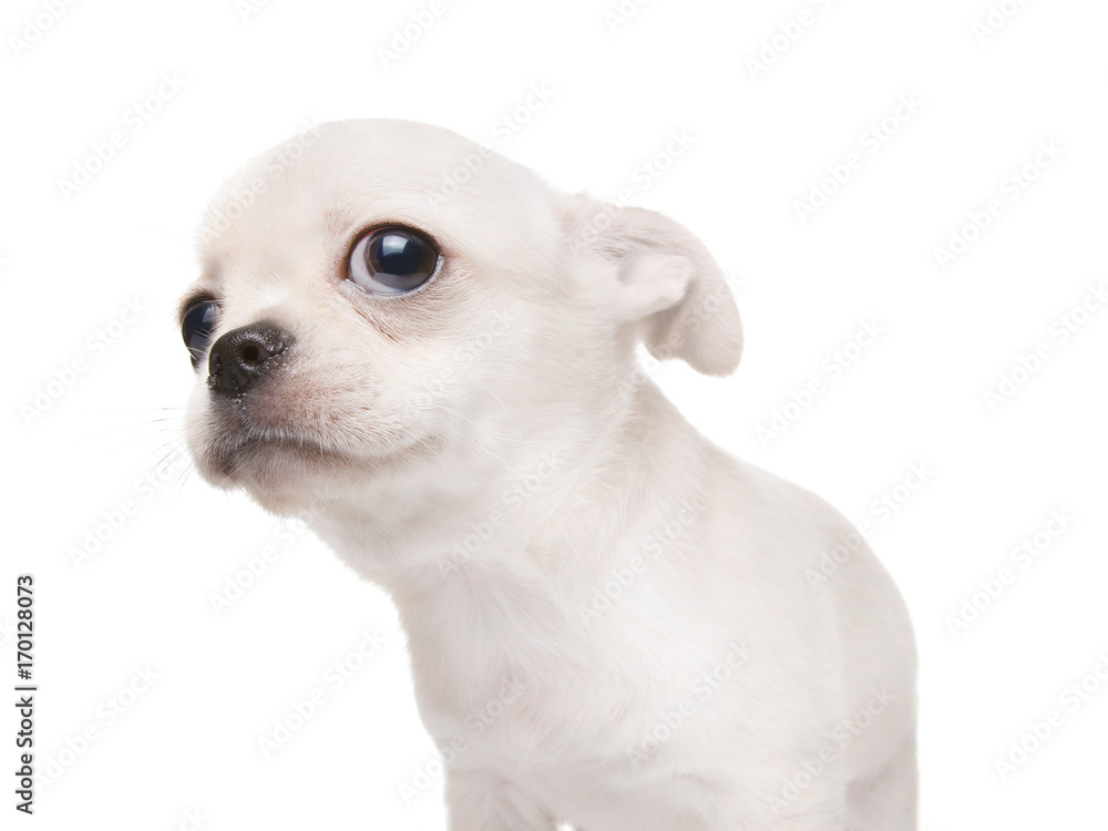 Small puppy dog looking at something. Isolated on white
