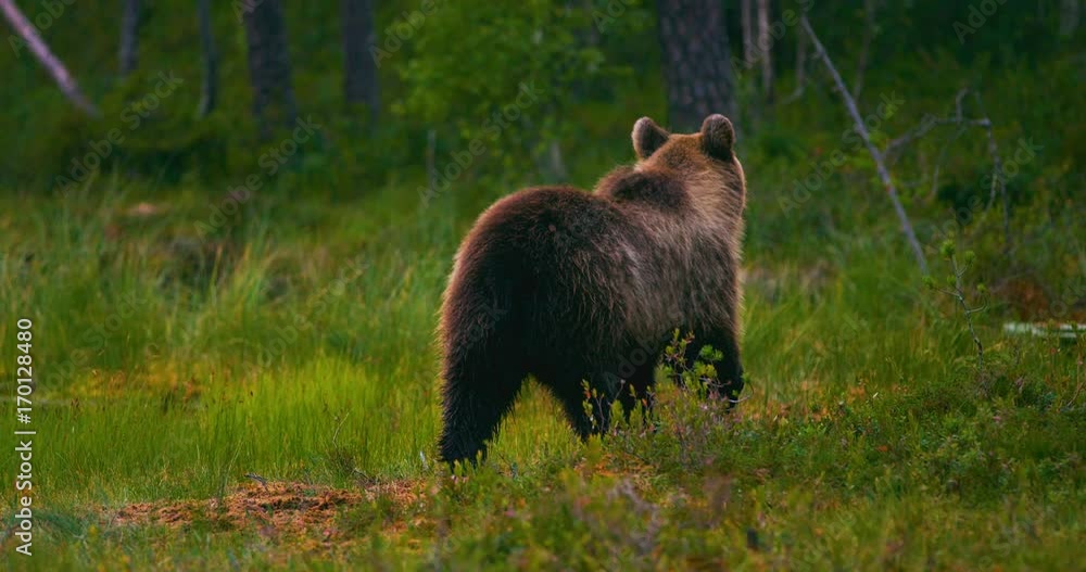 Young brown bear walking free in the forest looking for food Young brown bear walking free in the forest looking for food