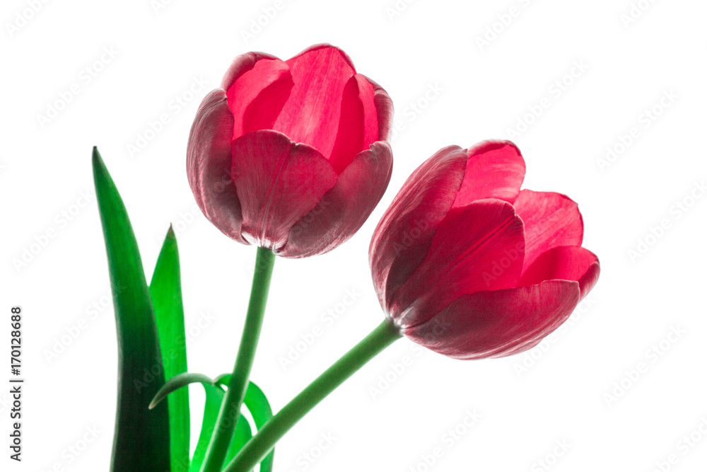 couple of amazing red tulips, white background. closeup, studio shot couple of amazing red tulips, white background. closeup, studio shot
