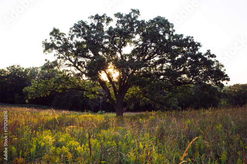 Sunset behind oaktree on the prairie in Minnesota  photo