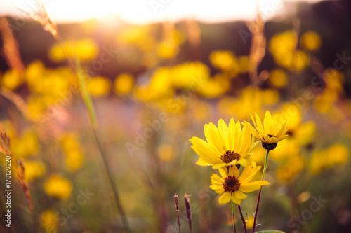 Woodland sunflowers growing at sunset on the Minnesota prairie