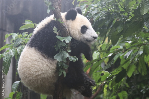 Fototapeta Naklejka Na Ścianę i Meble -  Panda Cub in Chengdu