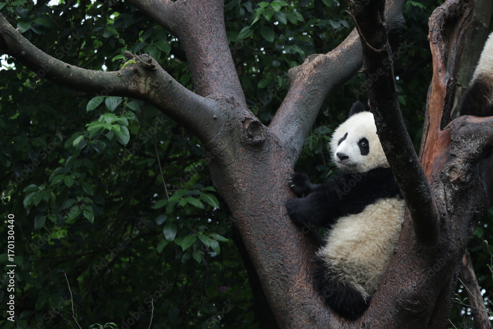 Fototapeta premium Baby Panda on the Tree, Chengdu, China