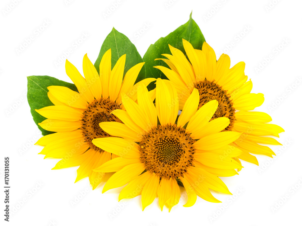 Fototapeta premium Three sunflowers with leaves isolated on white background