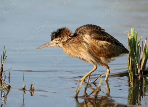 Young little bittern hunting on the water. Close up scene in soft evening light.