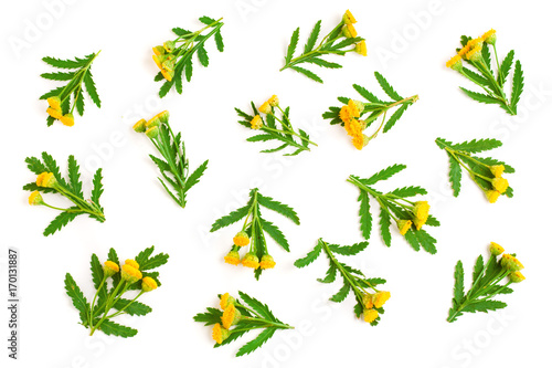Fototapeta Naklejka Na Ścianę i Meble -  tansy with leaf isolated on a white background. Medical herb