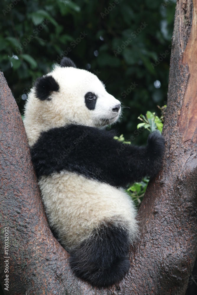 Fototapeta premium Panda Cub in Chengdu