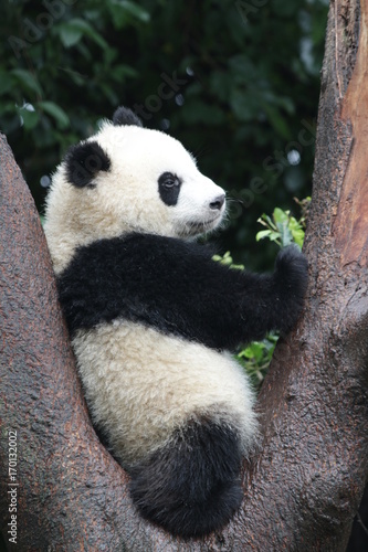 Fototapeta Naklejka Na Ścianę i Meble -  Panda Cub in Chengdu