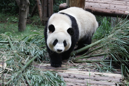 Fototapeta Naklejka Na Ścianę i Meble -  Panda Cub in Chengdu