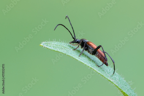 Stenurella bifasciata - longhorn beetle photo