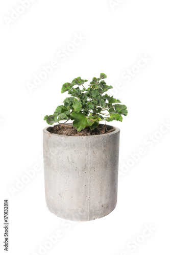 House Plant potted plant isolated on white