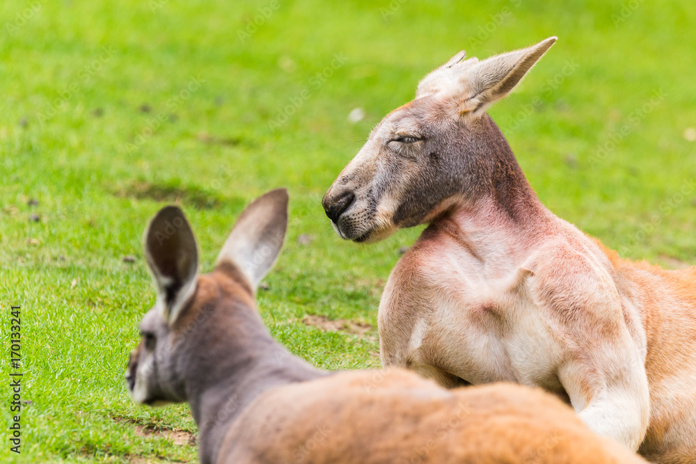 Red kangaroos snooze in the sunshine