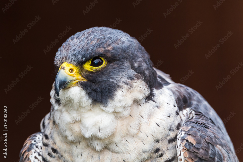 Obraz premium Portrait of a peregrine falcon