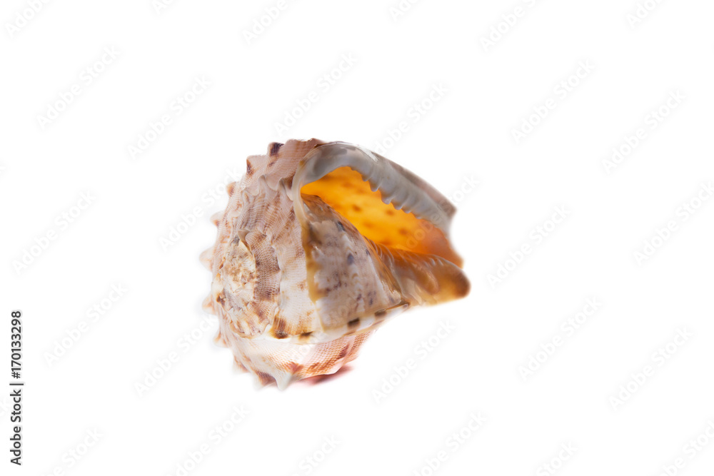 Sea shell isolated on a white background Sea shell isolated on a white background
