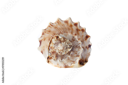 Sea shell isolated on a white background