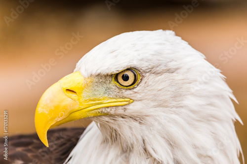 Bald Eagle glances to one side
