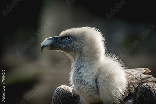 Big bird Griffon vulture