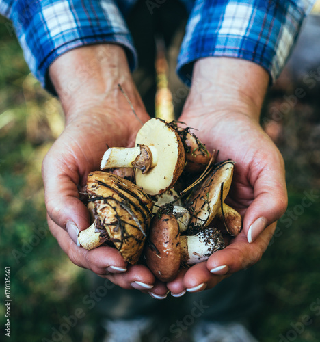 Handful of freshly harvested forest autumn mushrooms photo