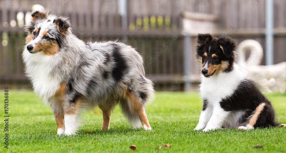 Sheltie-Hündin spielt mit Sheltie-Welpen im Garten Sheltie-Hündin spielt mit Sheltie-Welpen im Garten