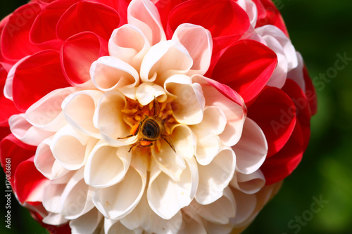 Fototapeta Naklejka Na Ścianę i Meble -  Hoverfly pollinating a dahlia