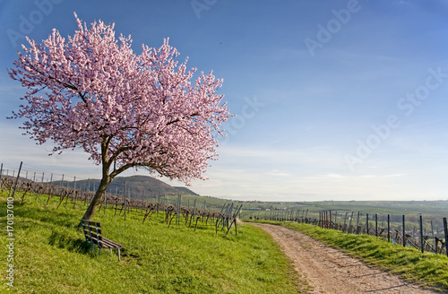 Frühling an der Deutschen Weinstraße photo