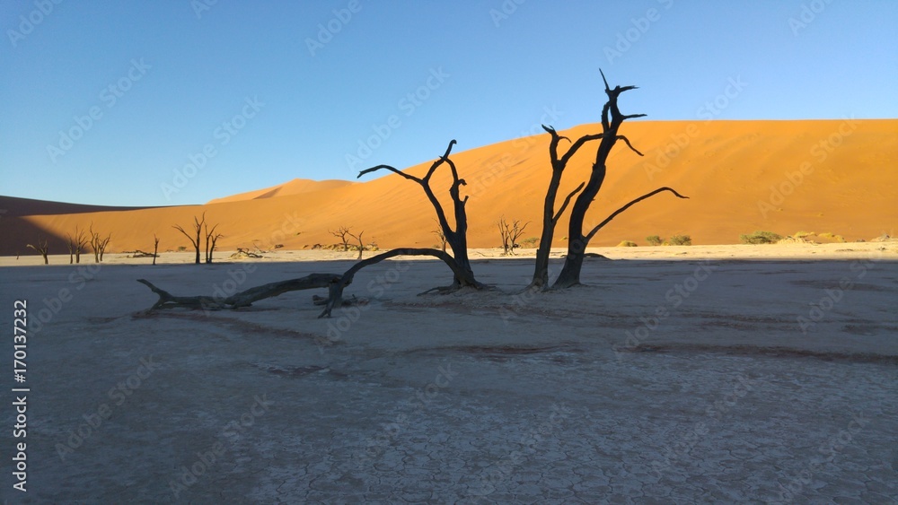 Baum in der Wüste Namibia Afrika / Tree growing in the desert Namibia Africa Baum in der Wüste Namibia Afrika / Tree growing in the desert Namibia Africa