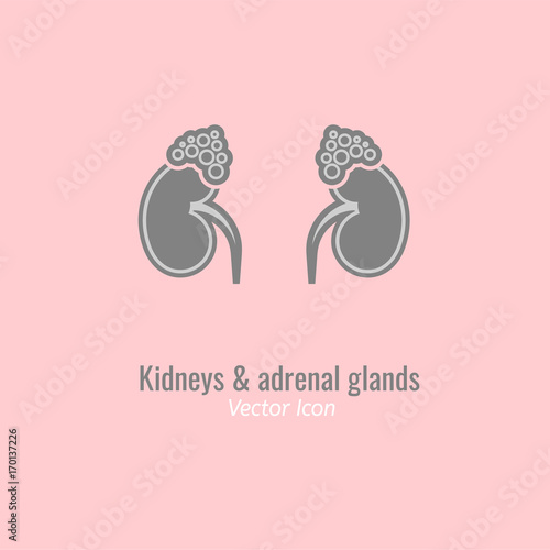 Endocrine Glands Image