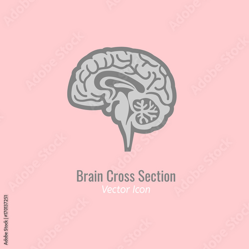 Brain cross section